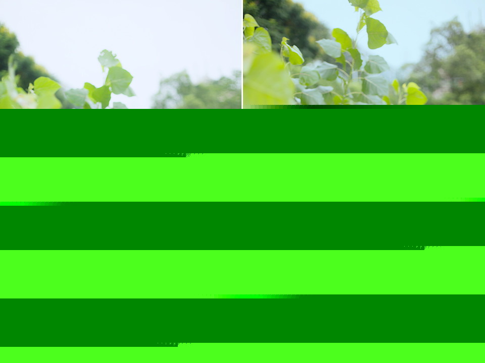 记忆中无法忘怀的深夏西瓜节  第4张